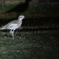 Burhinus grallarius at Forde, ACT - 2 Jun 2024 06:06 PM