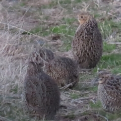 Synoicus ypsilophorus (Brown Quail) at Throsby, ACT - 23 Jun 2024 by BenW