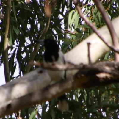 Cracticus nigrogularis (Pied Butcherbird) at Rewan, QLD - 30 Jun 2024 by MB