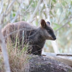 Petrogale penicillata (Brush-tailed Rock Wallaby) at Tidbinbilla Nature Reserve - 29 Jun 2024 by BenW