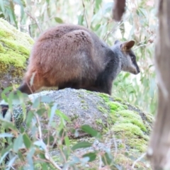 Petrogale penicillata at Tidbinbilla Nature Reserve - suppressed