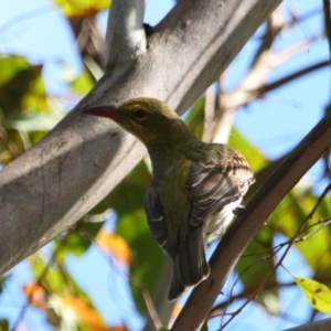 Oriolus sagittatus at Rewan, QLD - 30 Jun 2024