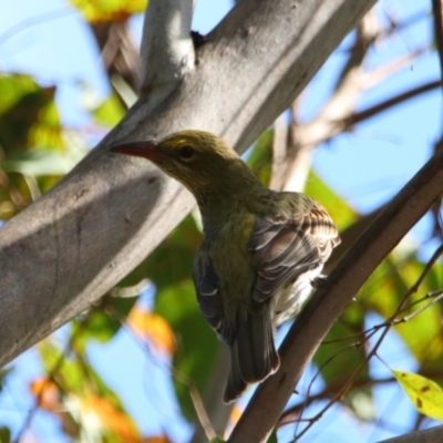 Oriolus sagittatus (Olive-backed Oriole) at Rewan, QLD - 30 Jun 2024 by MB