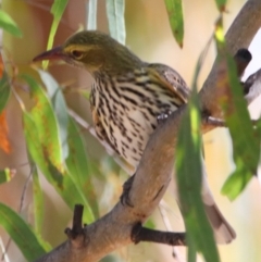 Oriolus sagittatus at Rewan, QLD - 30 Jun 2024