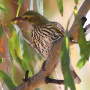 Oriolus sagittatus at Rewan, QLD - 30 Jun 2024