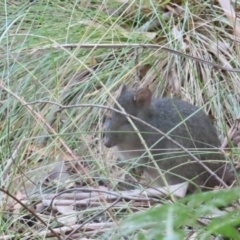 Potorous tridactylus (Long-nosed Potoroo) at Tidbinbilla Nature Reserve - 29 Jun 2024 by BenW