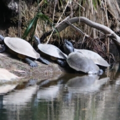 Emydura macquarii at Carnarvon Park, QLD - 30 Jun 2024 by MB