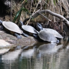 Chelodina longicollis at Carnarvon Park, QLD - 30 Jun 2024 by MB