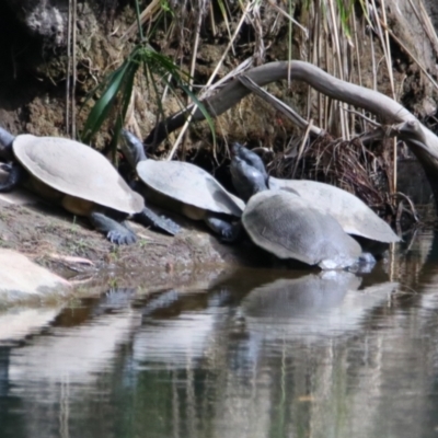 Chelodina longicollis at Carnarvon Park, QLD - 30 Jun 2024 by MB