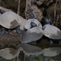 Unverified at suppressed - suppressed