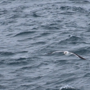 Larus dominicanus at Maroubra, NSW - suppressed