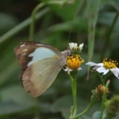 Appias paulina (Yellow Albatross) at Carnarvon Park, QLD - 30 Jun 2024 by MB