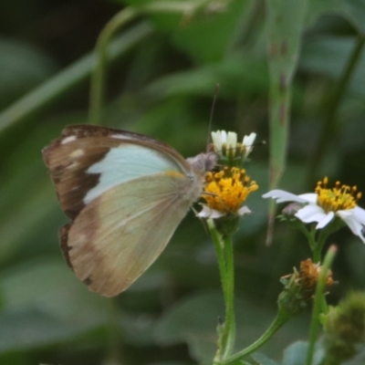 Unidentified Butterfly (Lepidoptera, Rhopalocera) at Carnarvon Park, QLD - 30 Jun 2024 by MB