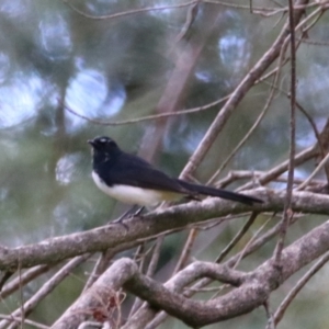 Rhipidura leucophrys at Carnarvon Park, QLD - 30 Jun 2024 01:38 PM