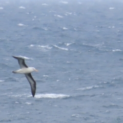 Thalassarche melanophris (Black-browed Albatross) at Maroubra, NSW - 30 Jun 2024 by BenW