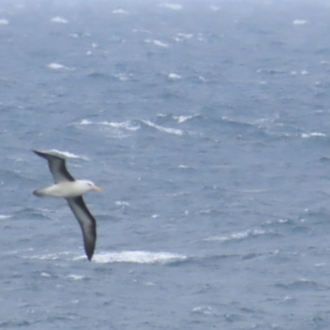 Thalassarche melanophris at Maroubra, NSW - 30 Jun 2024 01:45 PM