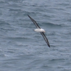 Thalassarche melanophris at Maroubra, NSW - 30 Jun 2024 01:45 PM