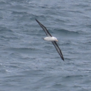 Thalassarche melanophris at Maroubra, NSW - 30 Jun 2024 01:45 PM