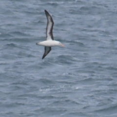 Thalassarche melanophris at Maroubra, NSW - 30 Jun 2024 01:45 PM