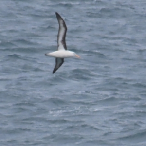 Thalassarche melanophris at Maroubra, NSW - 30 Jun 2024 01:45 PM