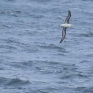 Thalassarche melanophris at Maroubra, NSW - 30 Jun 2024 01:45 PM