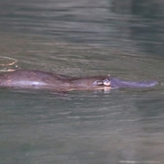 Ornithorhynchus anatinus (Platypus) at Carnarvon Park, QLD - 30 Jun 2024 by MB