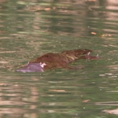 Ornithorhynchus anatinus at Carnarvon Park, QLD - 30 Jun 2024