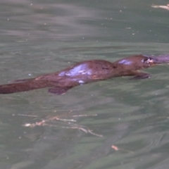 Ornithorhynchus anatinus at Carnarvon Park, QLD - 30 Jun 2024