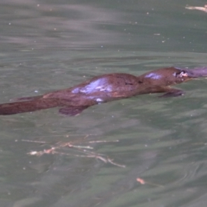 Ornithorhynchus anatinus at Carnarvon Park, QLD - 30 Jun 2024