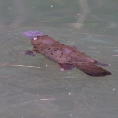 Ornithorhynchus anatinus at Carnarvon Park, QLD - 30 Jun 2024