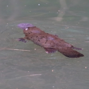 Ornithorhynchus anatinus at Carnarvon Park, QLD - 30 Jun 2024