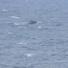 Megaptera novaeangliae at Maroubra, NSW - 30 Jun 2024 by BenW