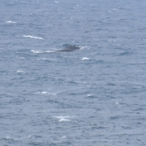 Megaptera novaeangliae at Maroubra, NSW - 30 Jun 2024 02:06 PM