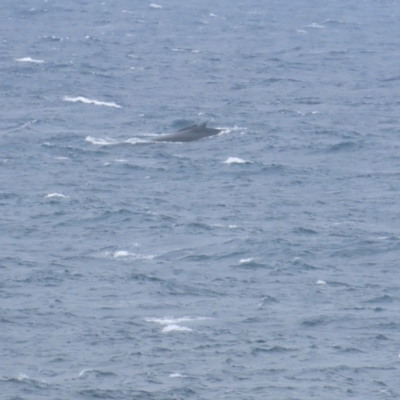 Megaptera novaeangliae (Humpback Whale) at Maroubra, NSW - 30 Jun 2024 by BenW