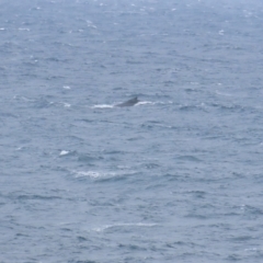 Megaptera novaeangliae at Maroubra, NSW - 30 Jun 2024 02:06 PM