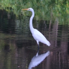 Ardea alba (Great Egret) at Carnarvon Park, QLD - 30 Jun 2024 by MB