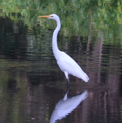 Ardea alba (Great Egret) at Carnarvon Park, QLD - 30 Jun 2024 by MB