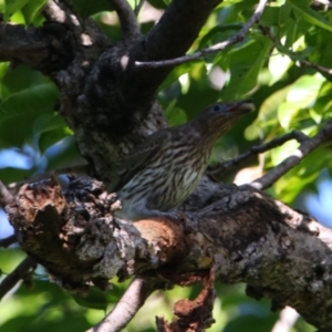 Oriolus sagittatus at Carnarvon Park, QLD - 30 Jun 2024