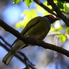 Sphecotheres vieilloti (Australasian Figbird) at Carnarvon Park, QLD - 30 Jun 2024 by MB