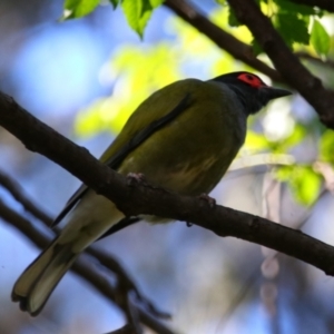 Sphecotheres vieilloti at Carnarvon Park, QLD - 30 Jun 2024