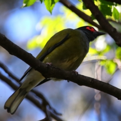 Sphecotheres vieilloti (Australasian Figbird) at Carnarvon Park, QLD - 30 Jun 2024 by MB