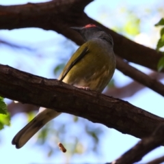 Sphecotheres vieilloti at Carnarvon Park, QLD - 30 Jun 2024