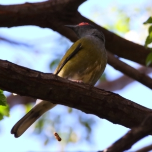 Sphecotheres vieilloti at Carnarvon Park, QLD - 30 Jun 2024