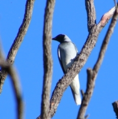 Coracina novaehollandiae (Black-faced Cuckooshrike) at Rewan, QLD - 30 Jun 2024 by MB