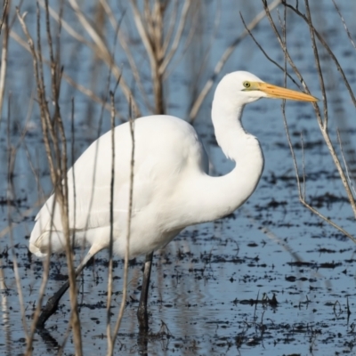 Ardea alba (Great Egret) at Winton Wetlands - 23 Jun 2024 by jb2602