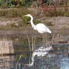 Ardea alba at Chesney Vale, VIC - 23 Jun 2024