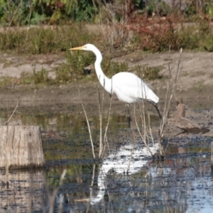 Ardea alba at Chesney Vale, VIC - 23 Jun 2024 10:59 AM