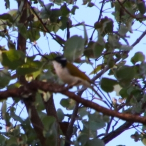 Melithreptus albogularis at Rewan, QLD - 30 Jun 2024