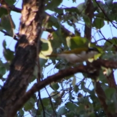 Melithreptus albogularis at Rewan, QLD - 30 Jun 2024