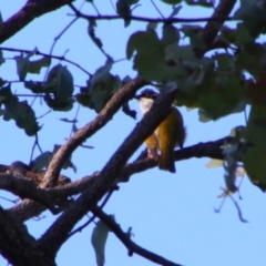 Melithreptus albogularis at Rewan, QLD - 30 Jun 2024